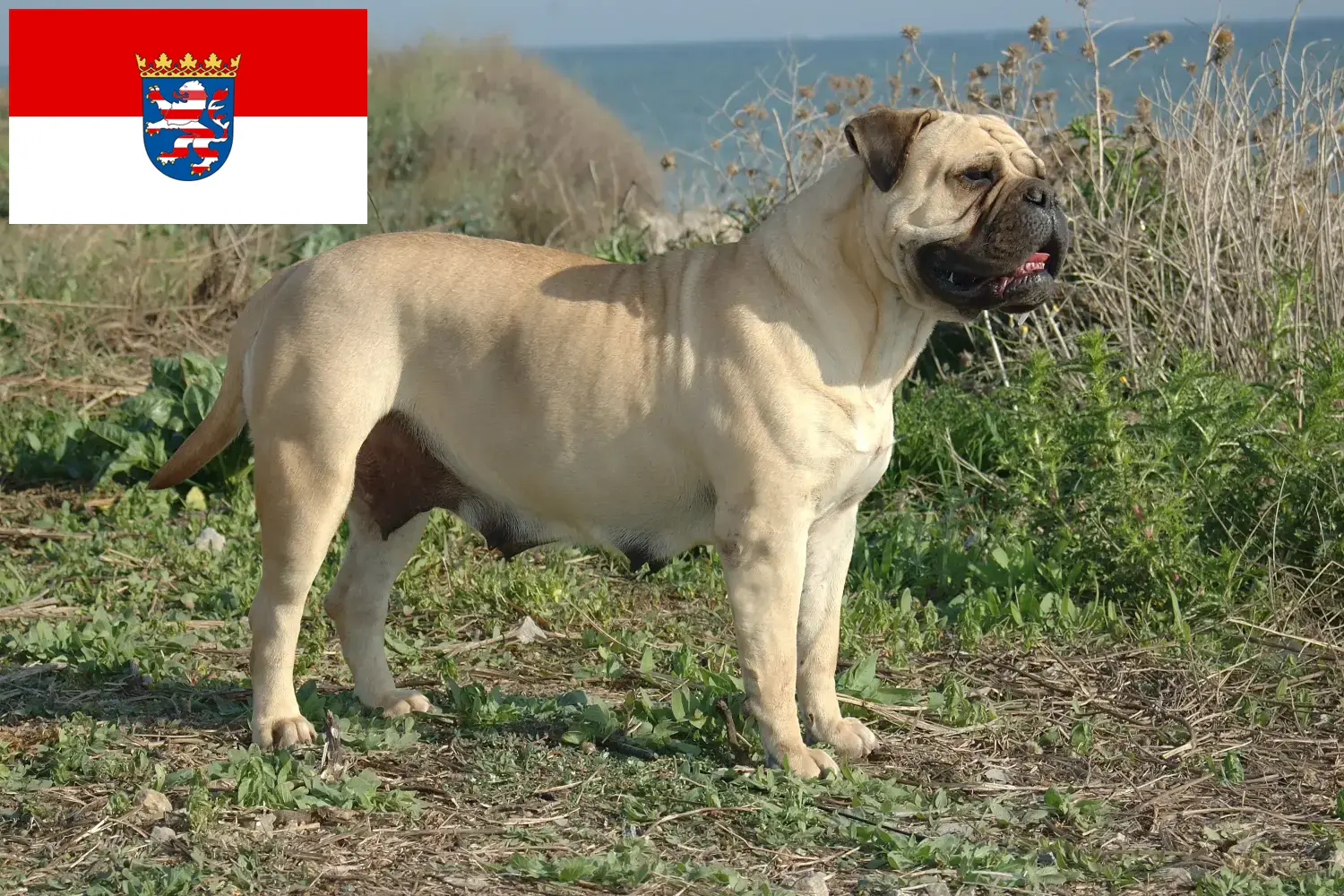 Read more about the article Bullmastiff-opdrættere og hvalpe i Hessen