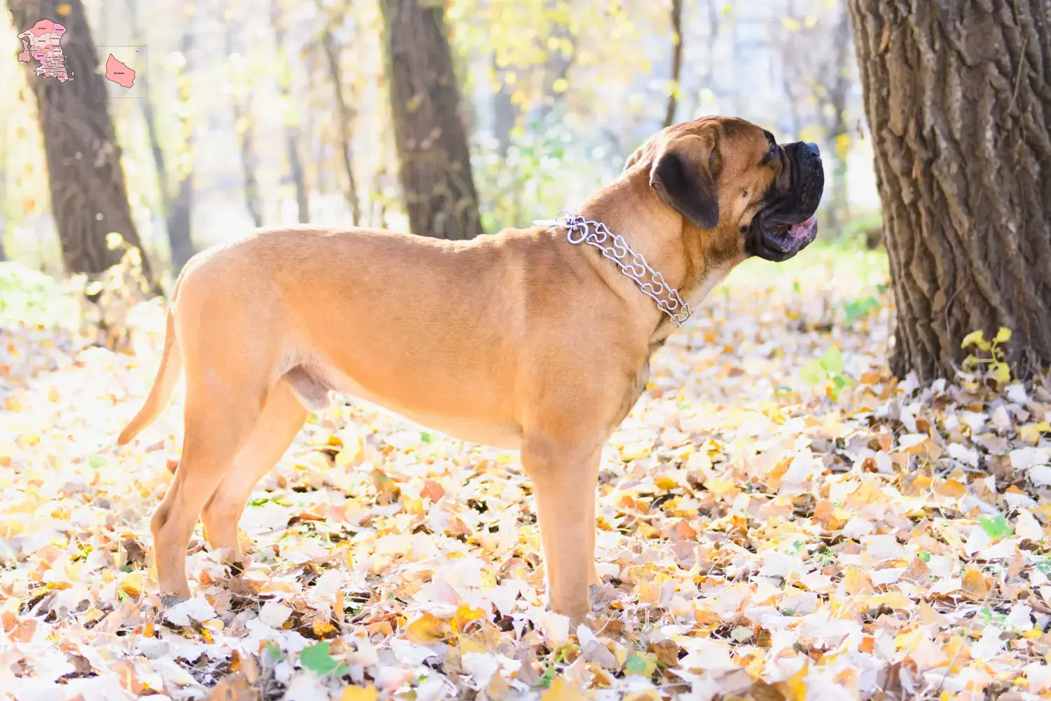 Read more about the article Bullmastiff-opdrættere og hvalpe i Hovedstaden