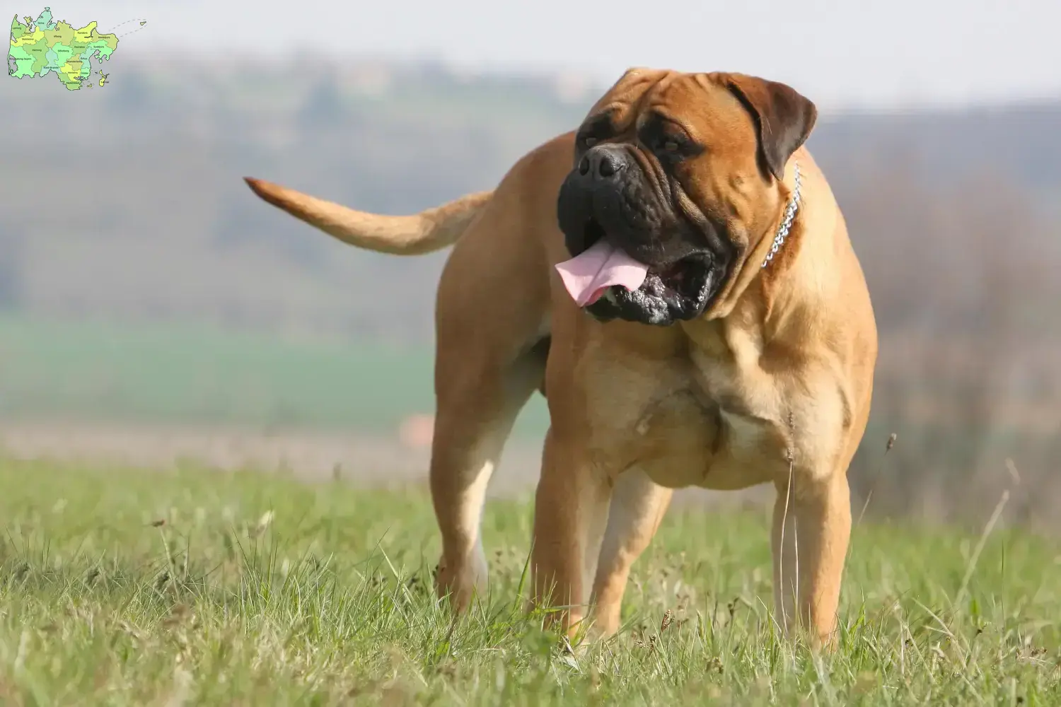 Read more about the article Bullmastiff opdrættere og hvalpe i Midtjylland