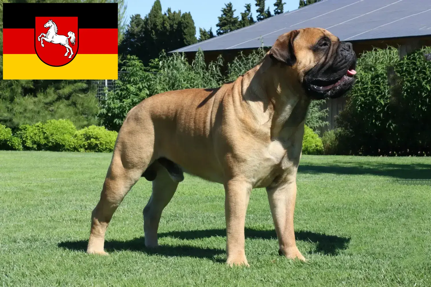 Read more about the article Bullmastiff-opdrættere og hvalpe i Niedersachsen