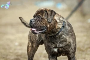 Read more about the article Bullmastiff-opdrættere og hvalpe i Nordjylland