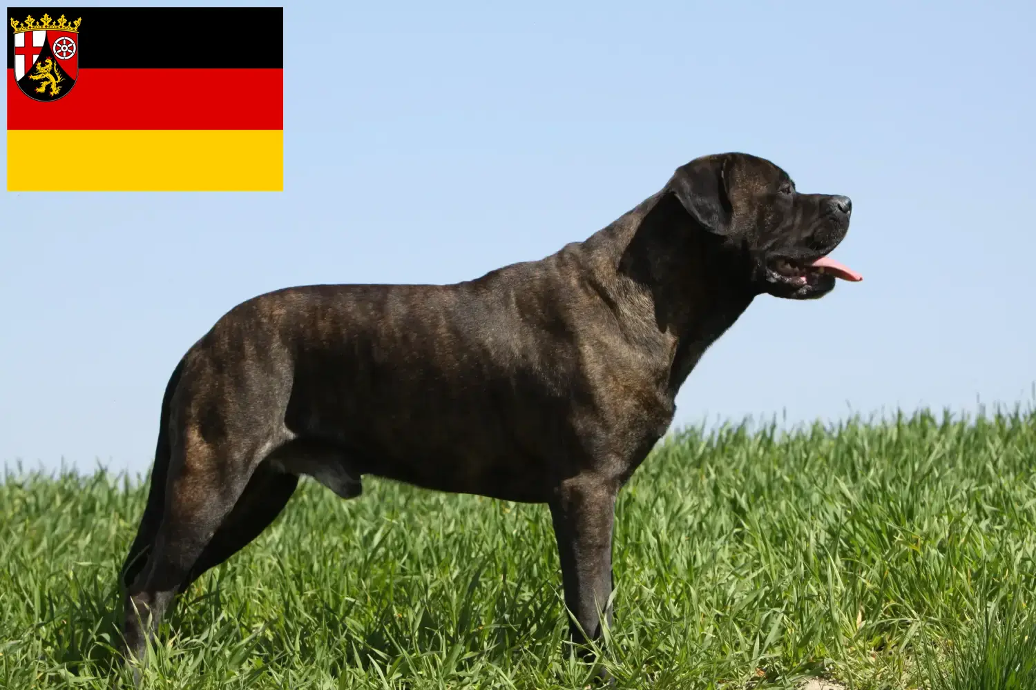 Read more about the article Bullmastiff-opdrættere og hvalpe i Rheinland-Pfalz