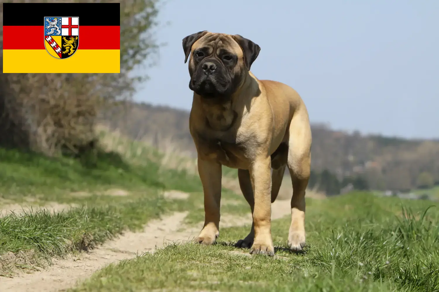 Read more about the article Bullmastiff-opdrættere og hvalpe i Saarland