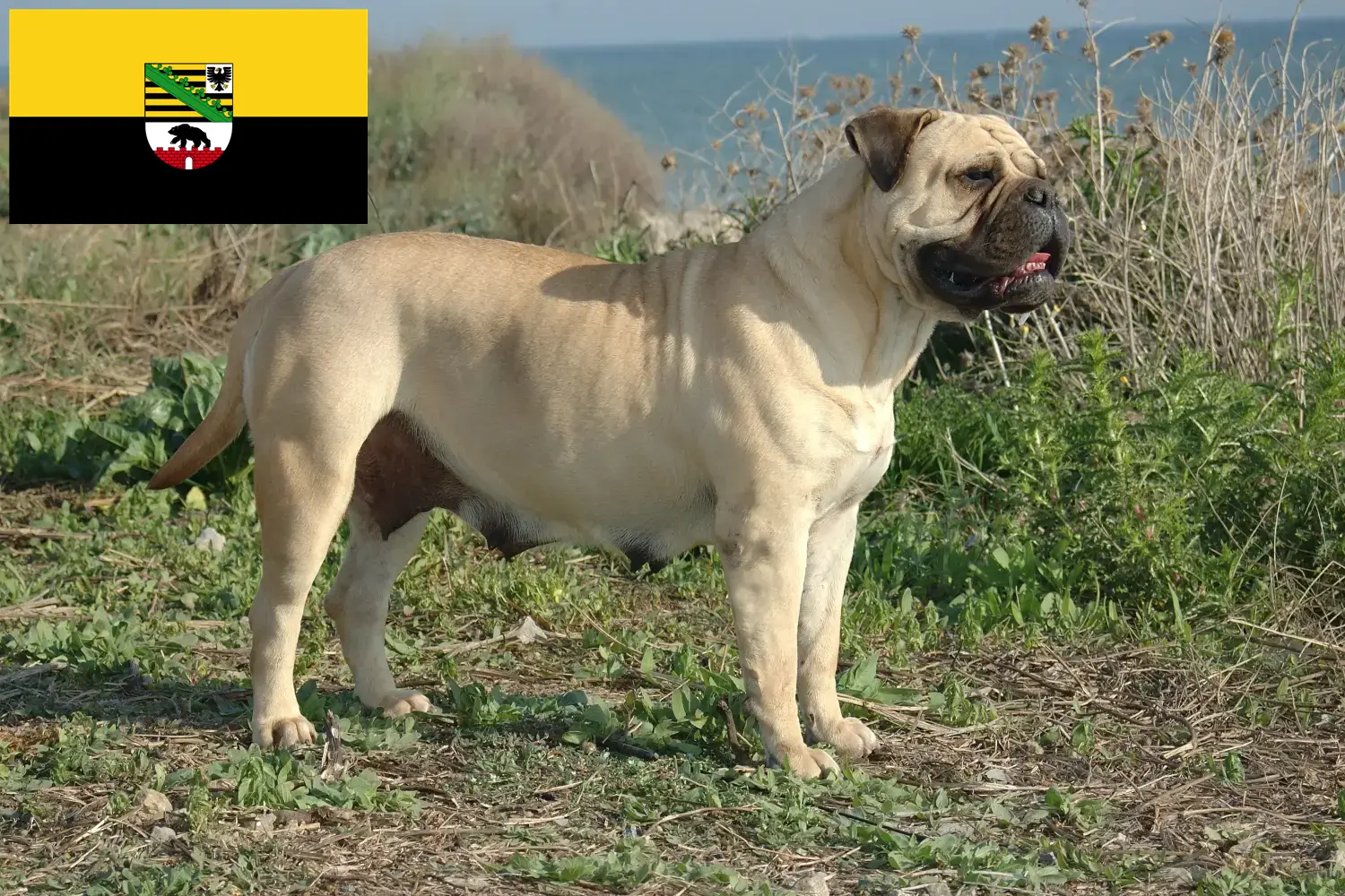 Read more about the article Bullmastiff-opdrættere og hvalpe i Sachsen-Anhalt