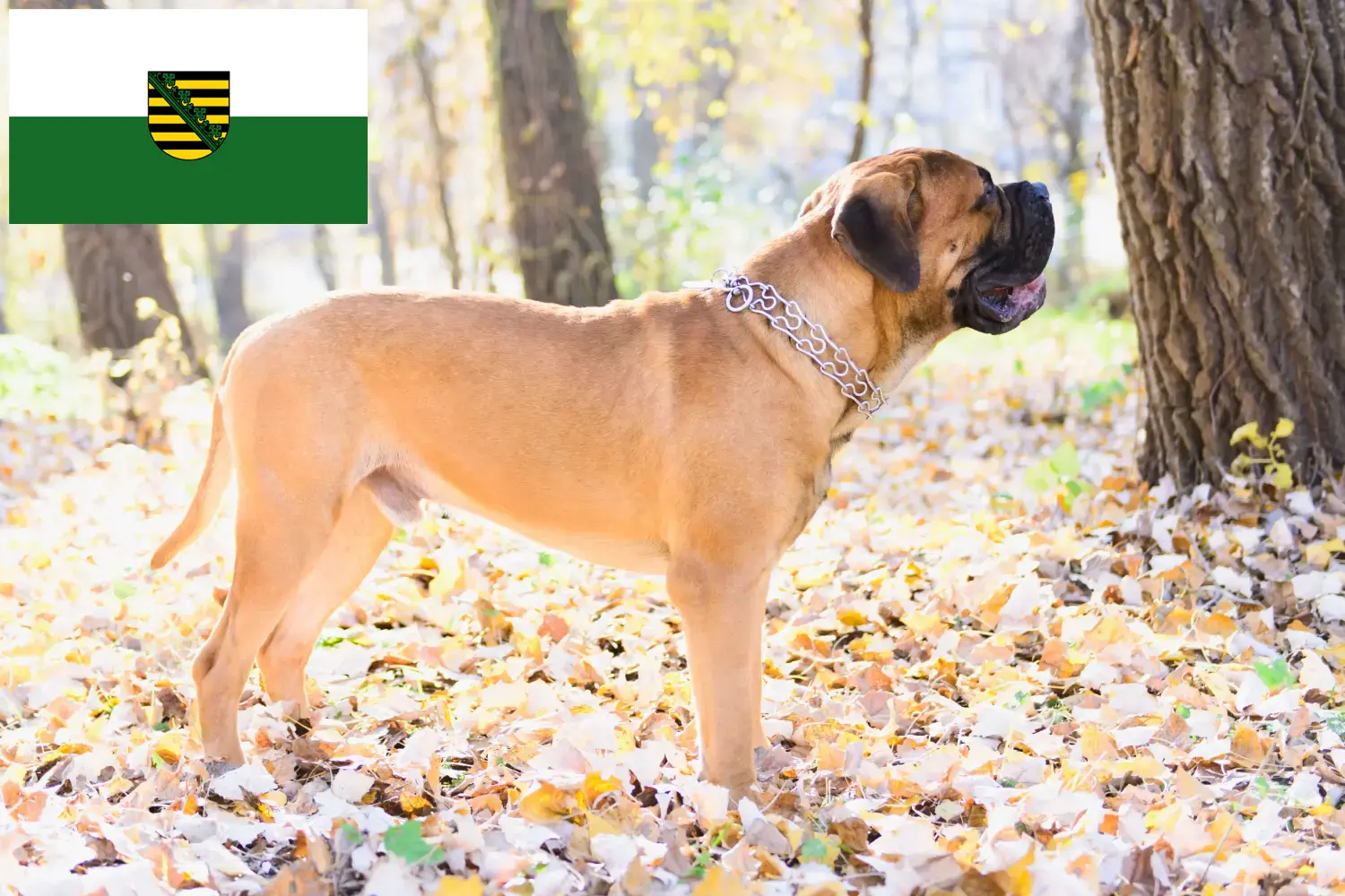 Read more about the article Bullmastiff-opdrættere og hvalpe i Sachsen