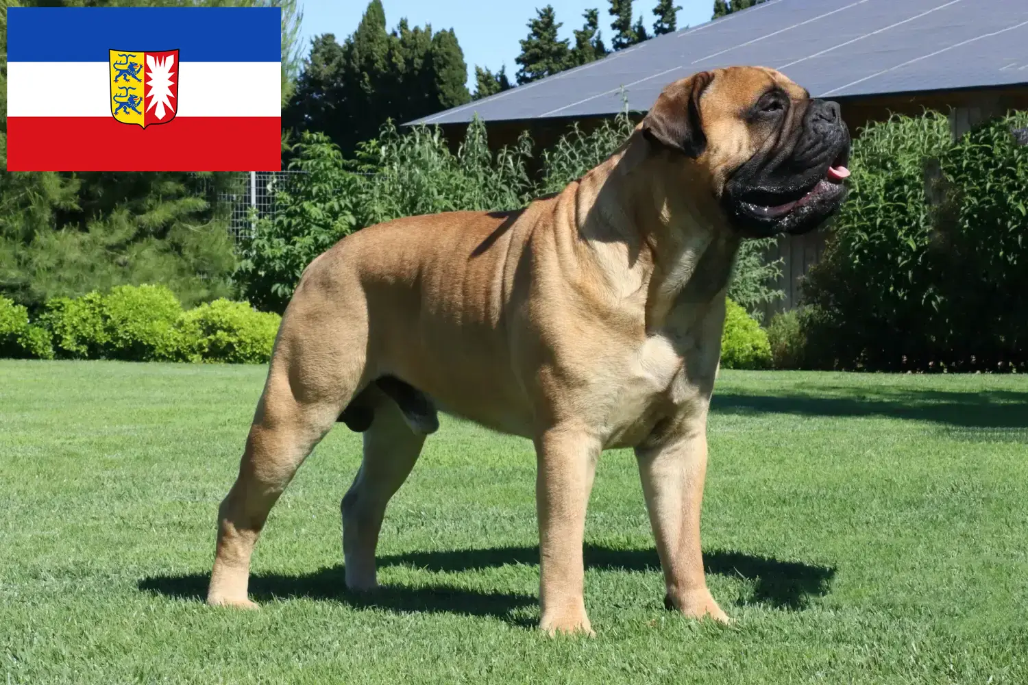 Read more about the article Bullmastiff-opdrættere og hvalpe i Slesvig-Holsten