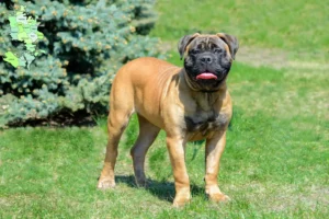 Read more about the article Bullmastiff-opdrættere og hvalpe på Sjælland