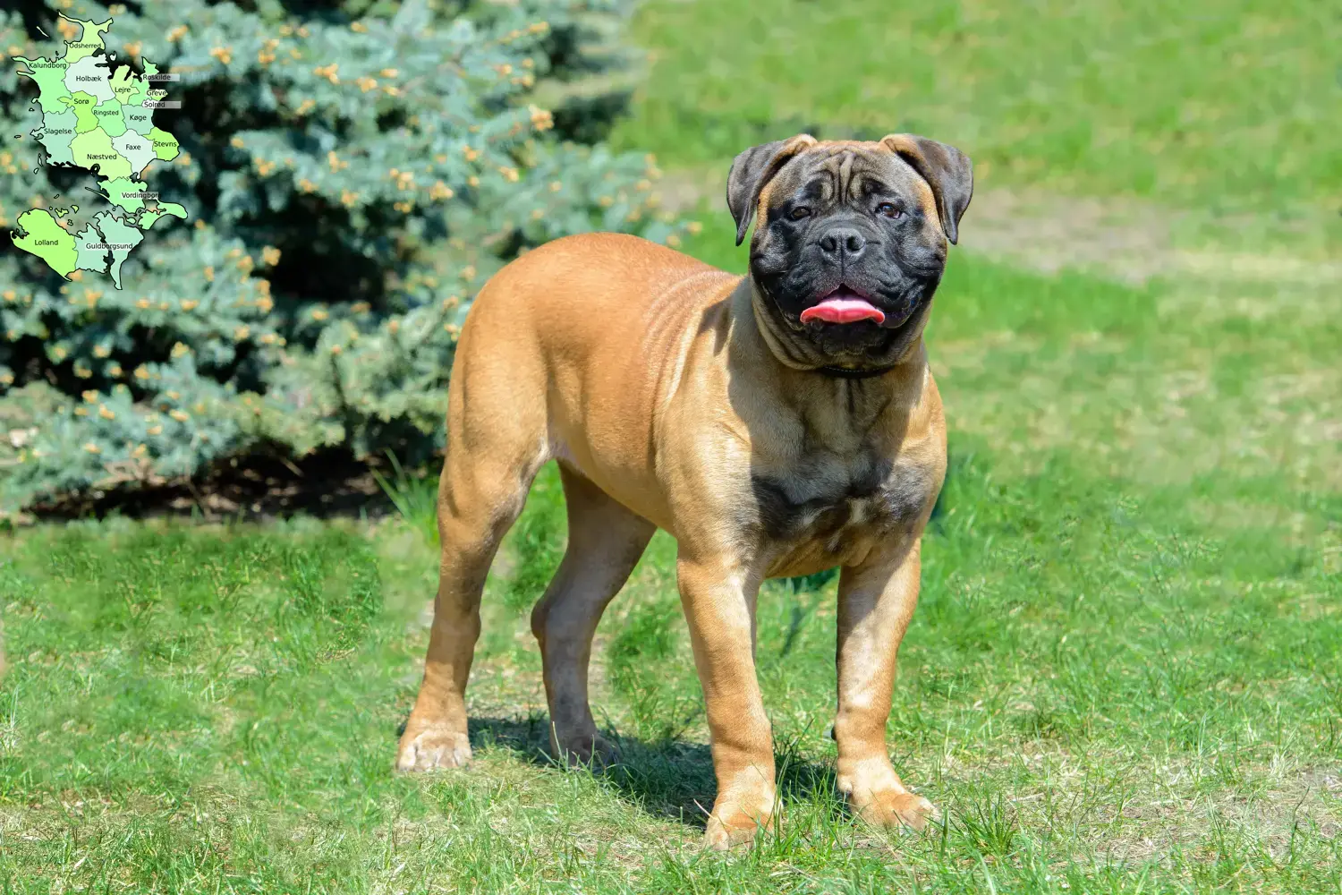 Read more about the article Bullmastiff-opdrættere og hvalpe på Sjælland