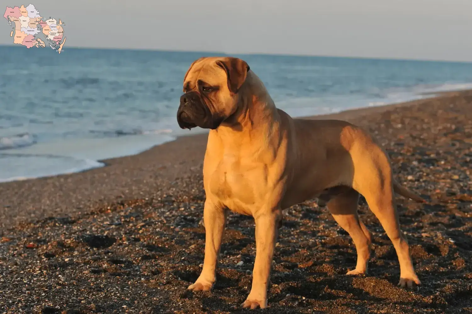 Read more about the article Bullmastiff-opdrættere og hvalpe i Syddanmark