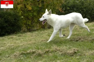 Read more about the article Canaan Hundeopdrætter og hvalpe i Brandenburg