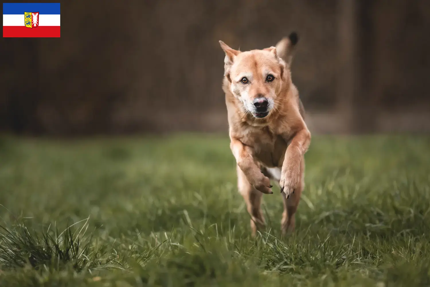 Read more about the article Canaan hundeopdrættere og hvalpe i Slesvig-Holsten
