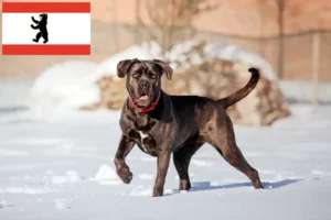 Read more about the article Cane Corso Italiano opdrættere og hvalpe i Berlin