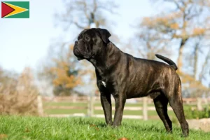 Read more about the article Cane Corso Italiano opdrættere og hvalpe i Guyana