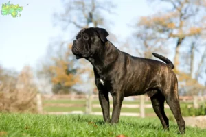 Read more about the article Cane Corso Italiano opdrættere og hvalpe i Midtjylland