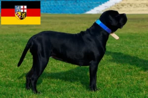 Read more about the article Cane Corso Italiano opdrættere og hvalpe i Saarland