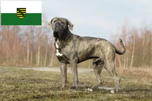 Read more about the article Cane Corso Italiano opdrættere og hvalpe i Sachsen