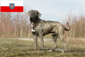 Read more about the article Cane Corso Italiano opdrættere og hvalpe i Thüringen