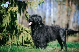 Read more about the article Cão de Agua português opdrættere og hvalpe i Nordjylland