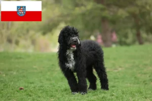 Read more about the article Cão de Agua português opdrættere og hvalpe i Thüringen