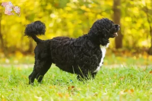 Read more about the article Cão de Agua português opdrættere og hvalpe i Syddanmark