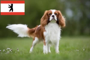 Read more about the article Cavalier King Charles Spaniel opdrættere og hvalpe i Berlin