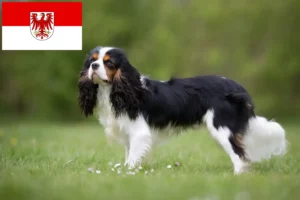 Read more about the article Cavalier King Charles Spaniel opdrættere og hvalpe i Brandenburg