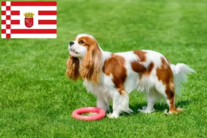 Read more about the article Cavalier King Charles Spaniel opdrættere og hvalpe i Bremen