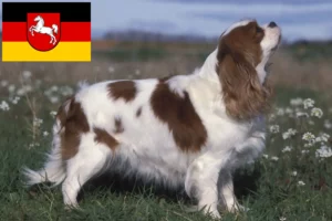 Read more about the article Cavalier King Charles Spaniel opdrættere og hvalpe i Niedersachsen