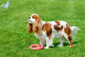 Read more about the article Cavalier King Charles Spaniel opdrættere og hvalpe i Nordjylland