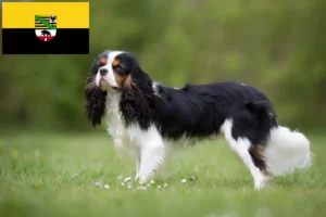 Read more about the article Cavalier King Charles Spaniel opdrættere og hvalpe i Sachsen-Anhalt