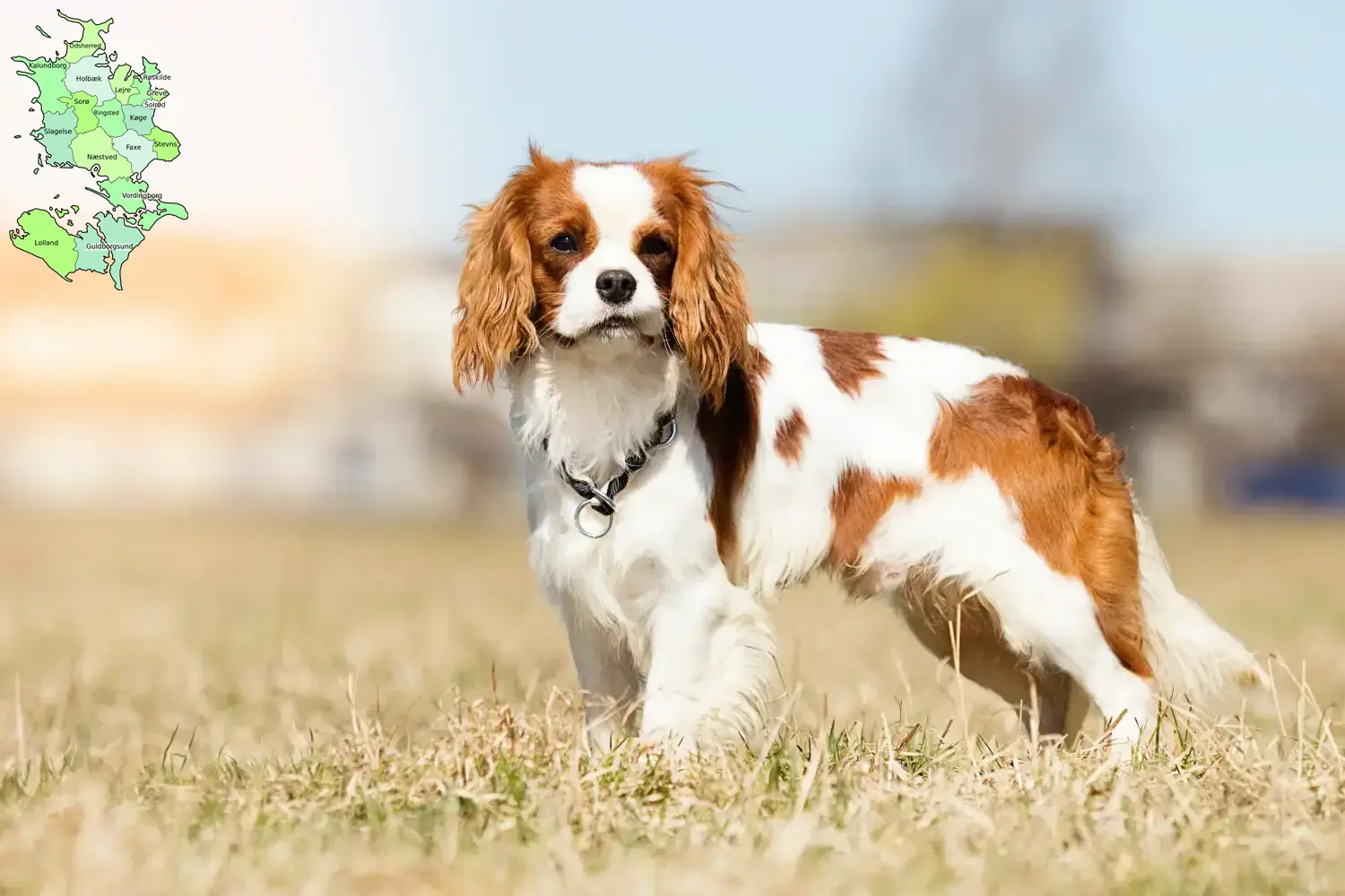 Read more about the article Cavalier King Charles Spaniel opdrættere og hvalpe på Sjælland