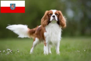 Read more about the article Cavalier King Charles Spaniel opdrættere og hvalpe i Thüringen