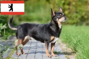 Read more about the article Chihuahua-opdrættere og hvalpe i Berlin