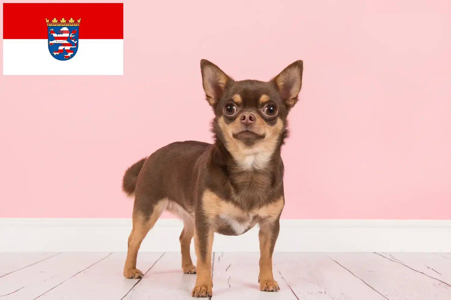 Read more about the article Chihuahua-opdrættere og hvalpe i Hessen