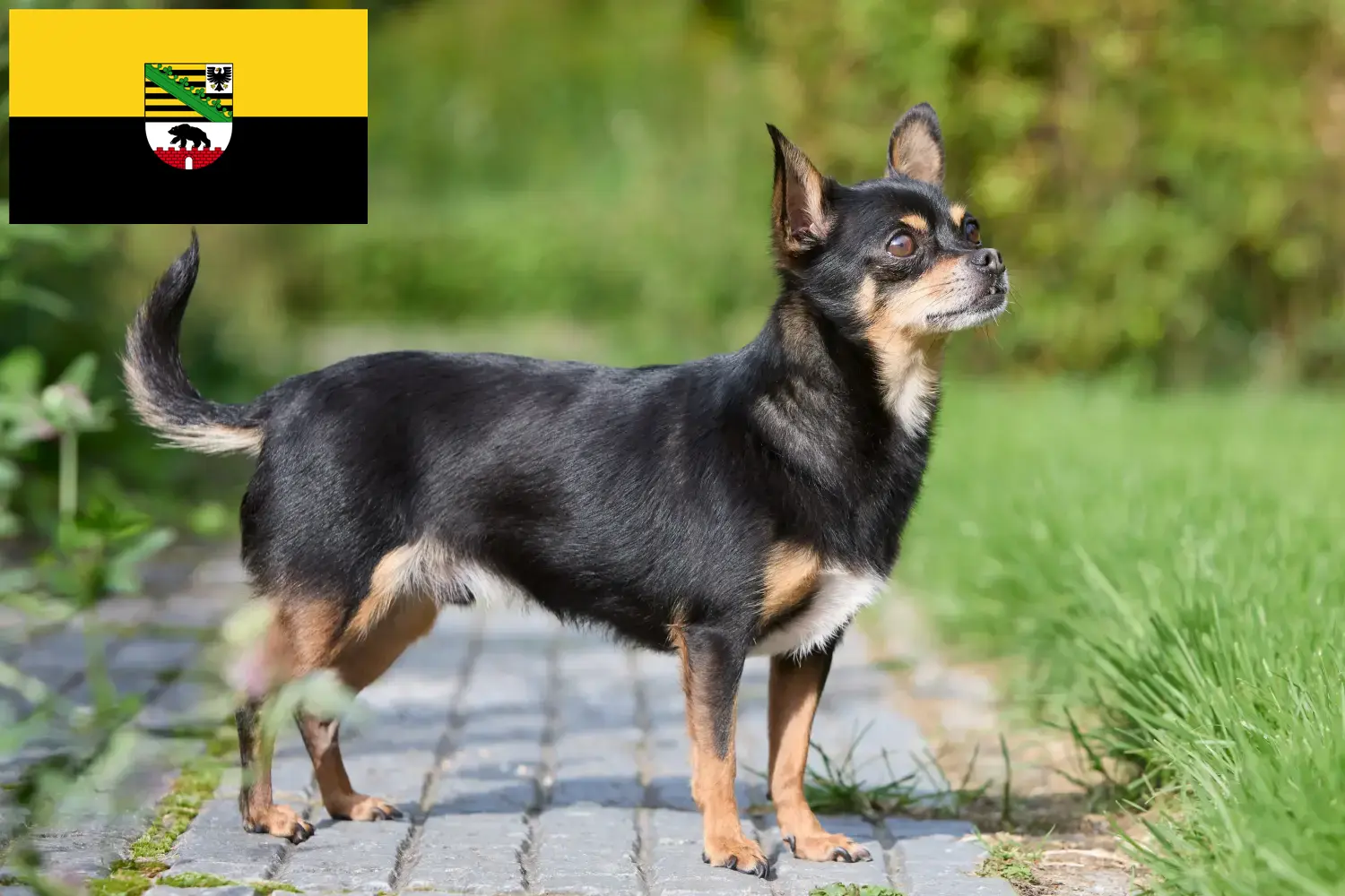 Read more about the article Chihuahua-opdrættere og hvalpe i Sachsen-Anhalt