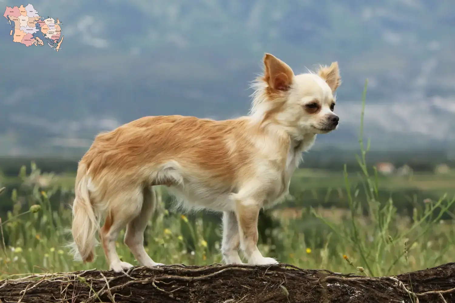 Read more about the article Chihuahua opdrættere og hvalpe i Syddanmark