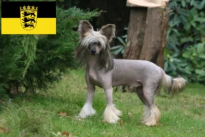 Read more about the article Chinese Crested Dog opdrættere og hvalpe i Baden-Württemberg