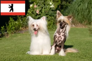 Read more about the article Chinese Crested Dog opdrætter og hvalpe i Berlin