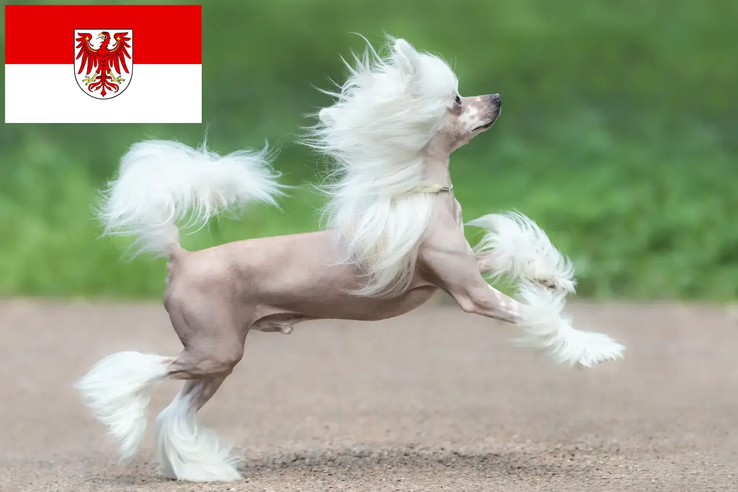 Read more about the article Chinese Crested Dog opdrættere og hvalpe i Brandenburg