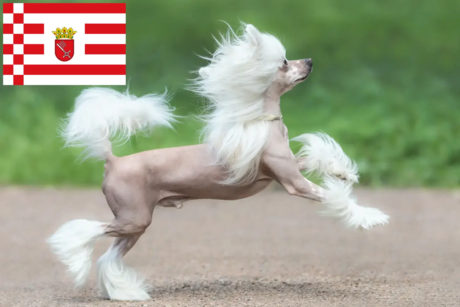 Read more about the article Chinese Crested Dog opdrætter og hvalpe i Bremen