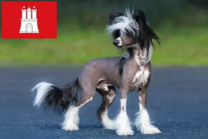 Read more about the article Chinese Crested Dog opdrætter og hvalpe i Hamborg