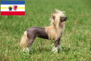 Read more about the article Chinese Crested Dog opdrættere og hvalpe i Mecklenburg-Vorpommern