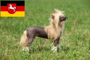 Read more about the article Chinese Crested Dog opdrættere og hvalpe i Niedersachsen