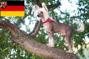 Read more about the article Chinese Crested Dog opdrættere og hvalpe i Rheinland-Pfalz