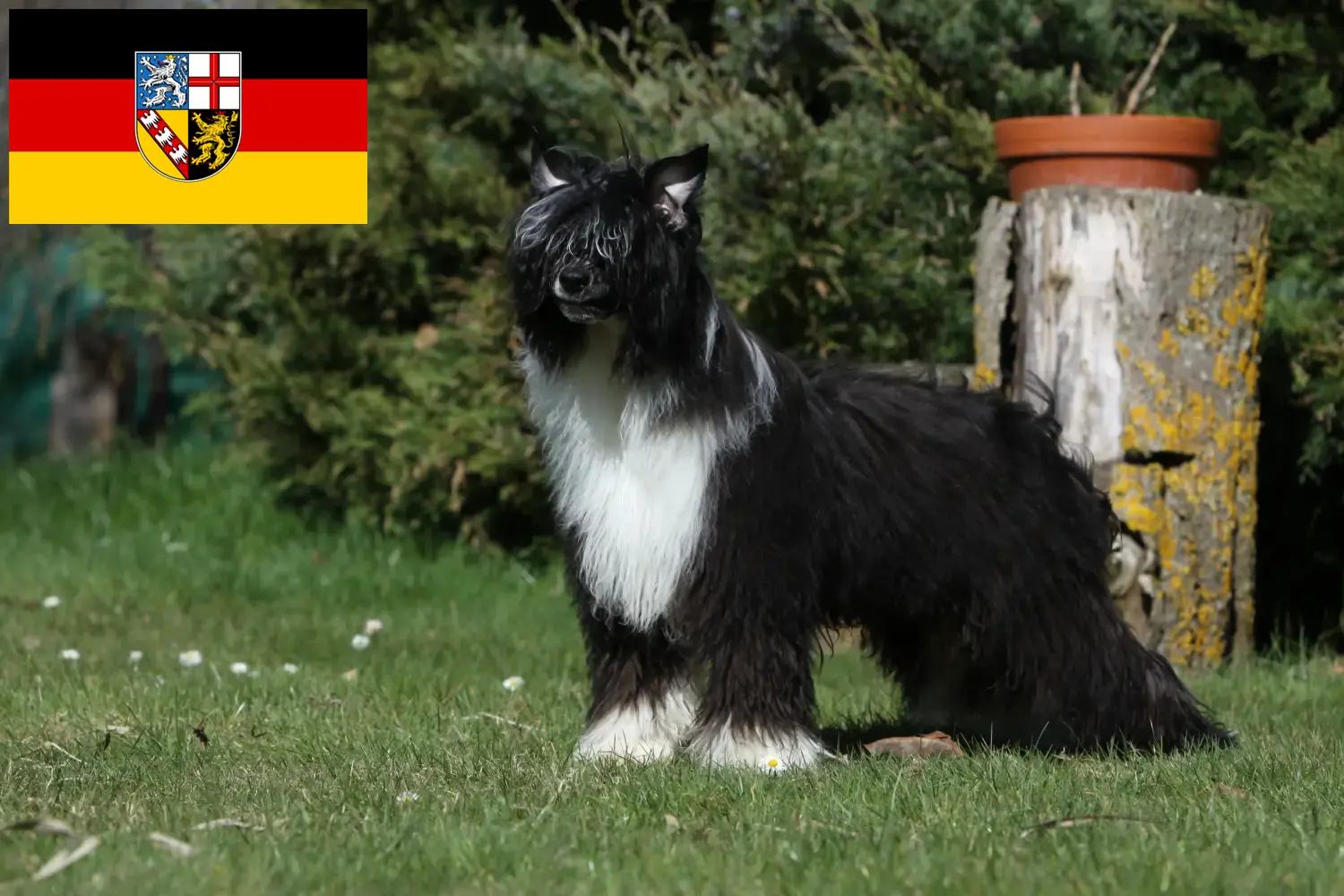 Read more about the article Chinese Crested Dog opdrættere og hvalpe i Saarland