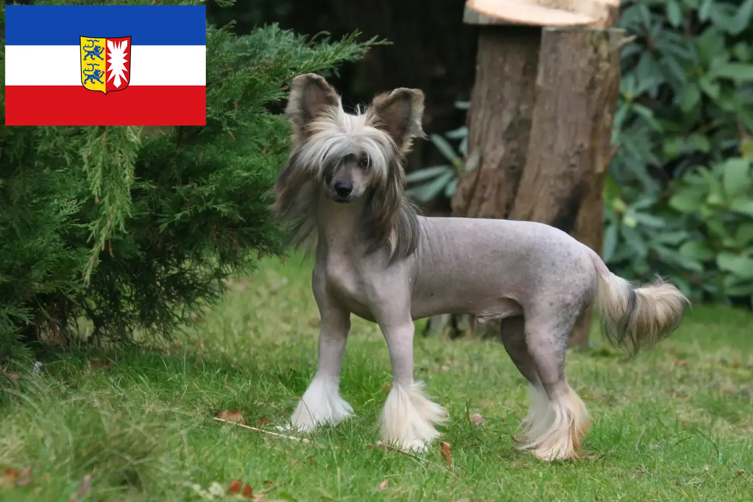 Read more about the article Chinese Crested Dog opdrættere og hvalpe i Schleswig-Holstein