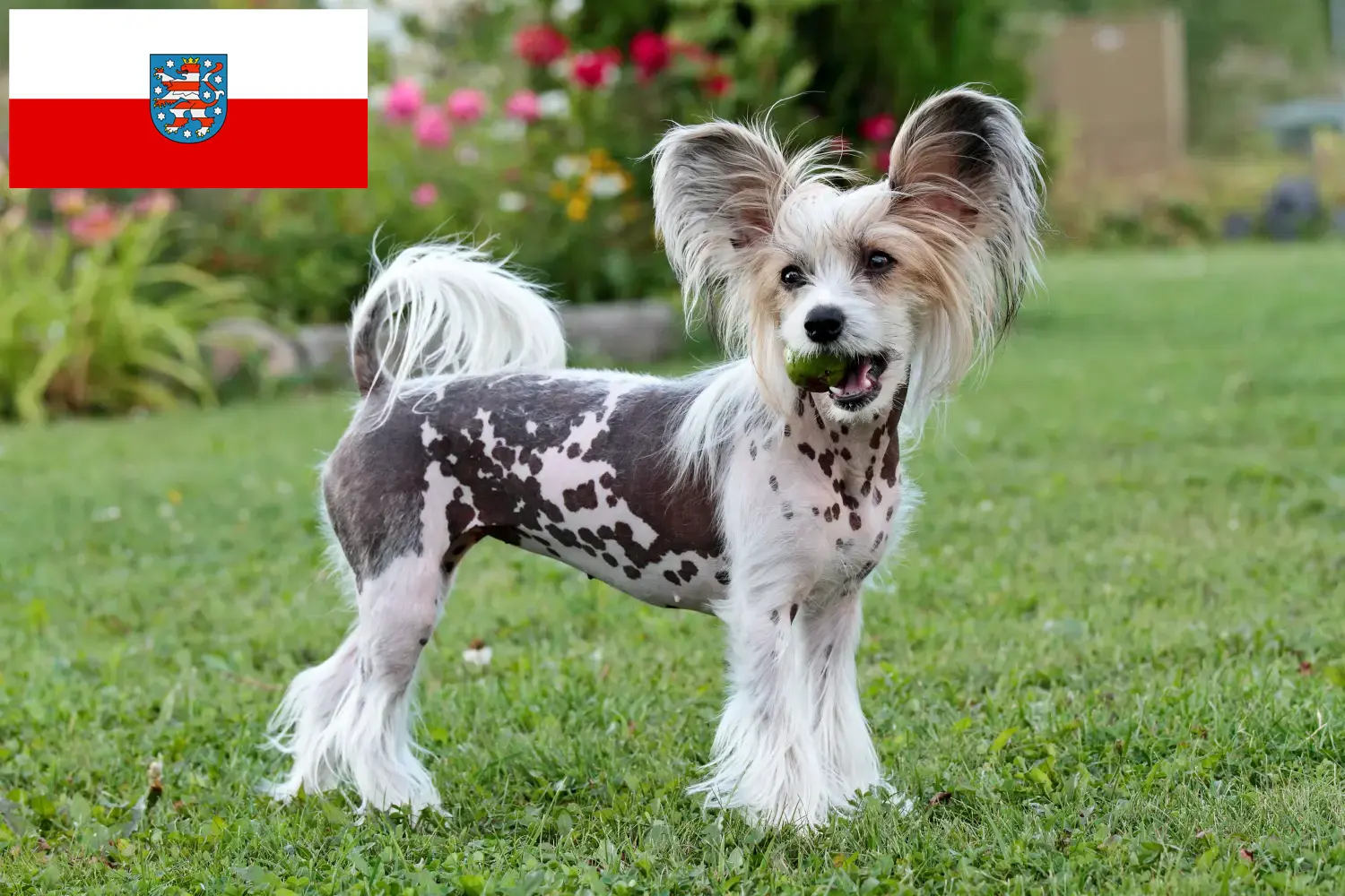 Read more about the article Chinese Crested Dog opdrættere og hvalpe i Thüringen