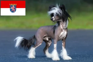 Read more about the article Chinese Crested Dog opdrættere og hvalpe i Hessen