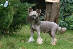 Read more about the article Chinese Crested Dog opdrættere og hvalpe i Nordjylland