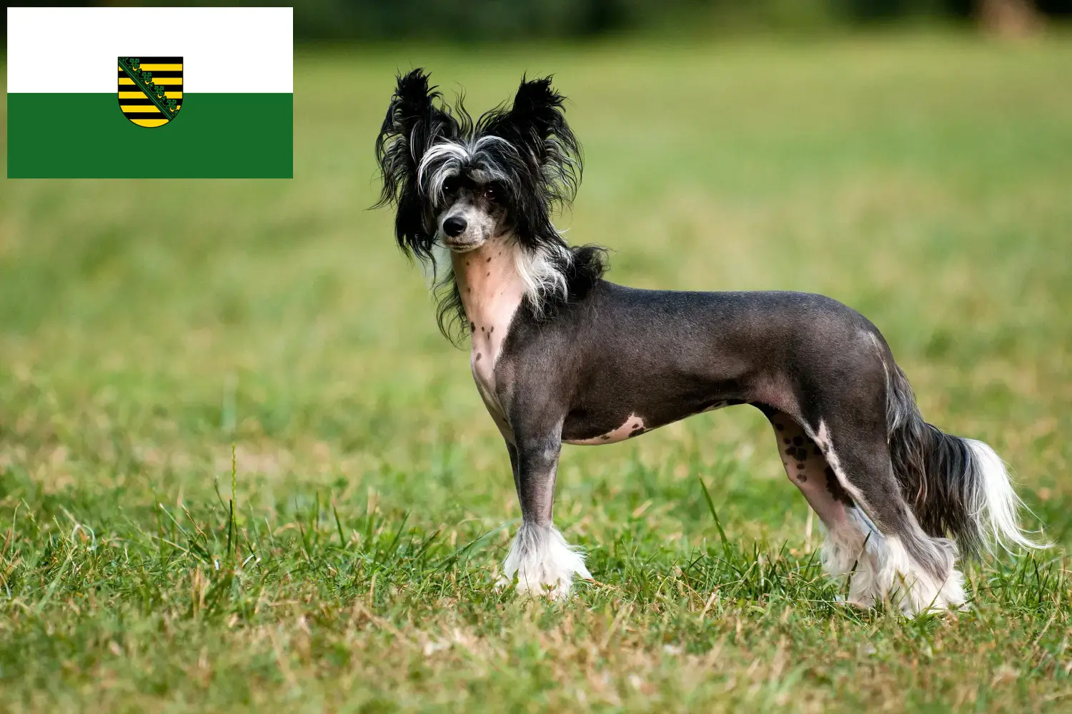 Read more about the article Chinese Crested Dog opdrættere og hvalpe i Sachsen